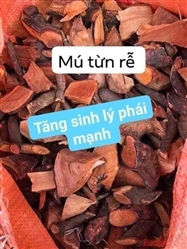 picture of rễ mú từn